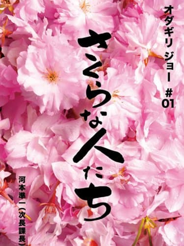 Looking for Cherry Blossoms