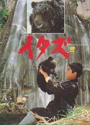 Itazu - Kuma
