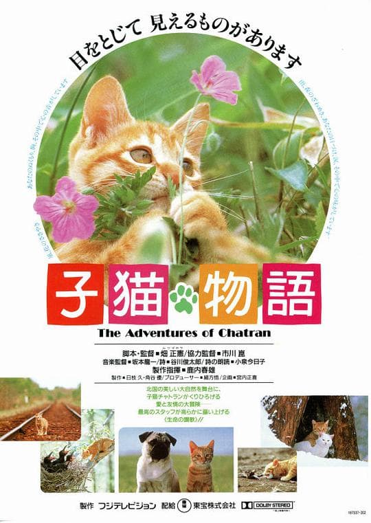 小猫的故事