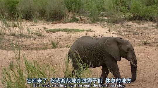 探索频道： 非洲超级七兽