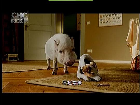 What Animals Want