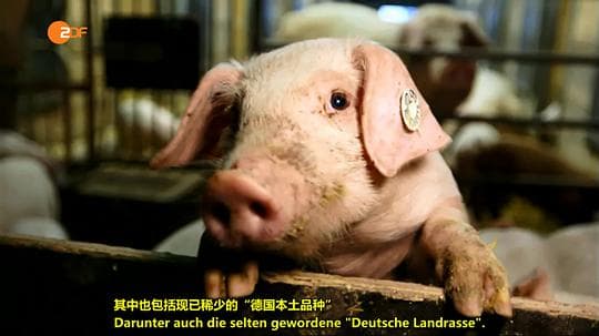 我们的香肠有多棒？