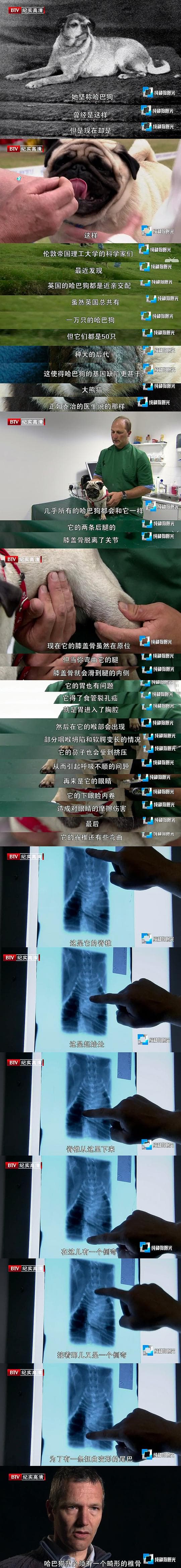 纯种狗的悲哀——三年后的持续报道