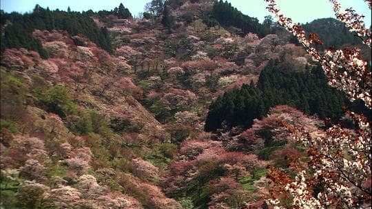 乡愁：浪漫樱花