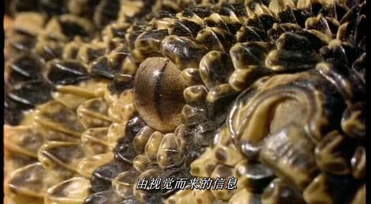 野生动物系列—蛇