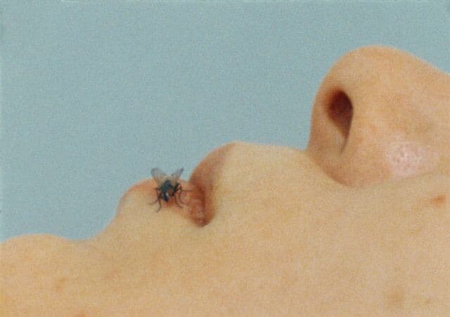 Fly