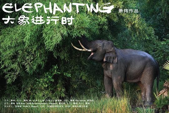 大象进行时