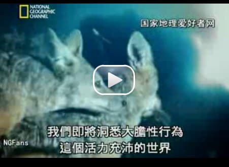 动物的情欲世界