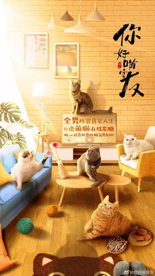 你好喵室友