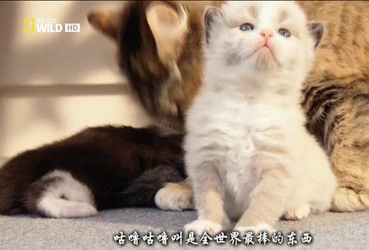猫咪的狂野一面
