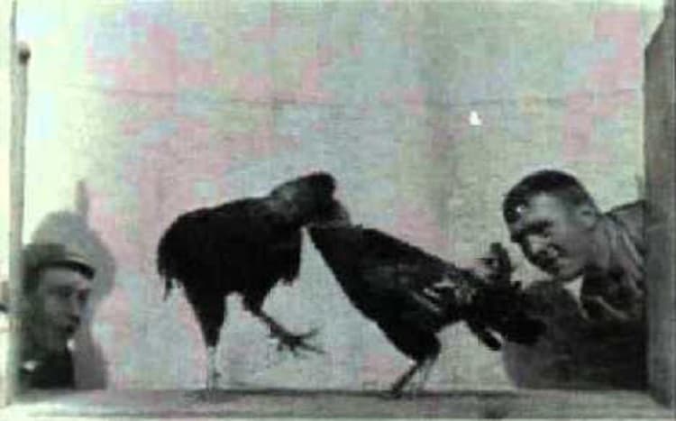 Cock Fight