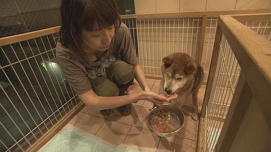 纪实72小时 大城市里动物的庇护所