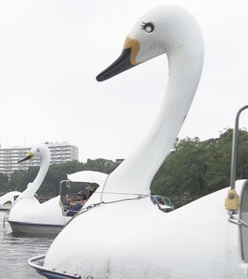 纪实72小时:井之头公园 被湖水吸引