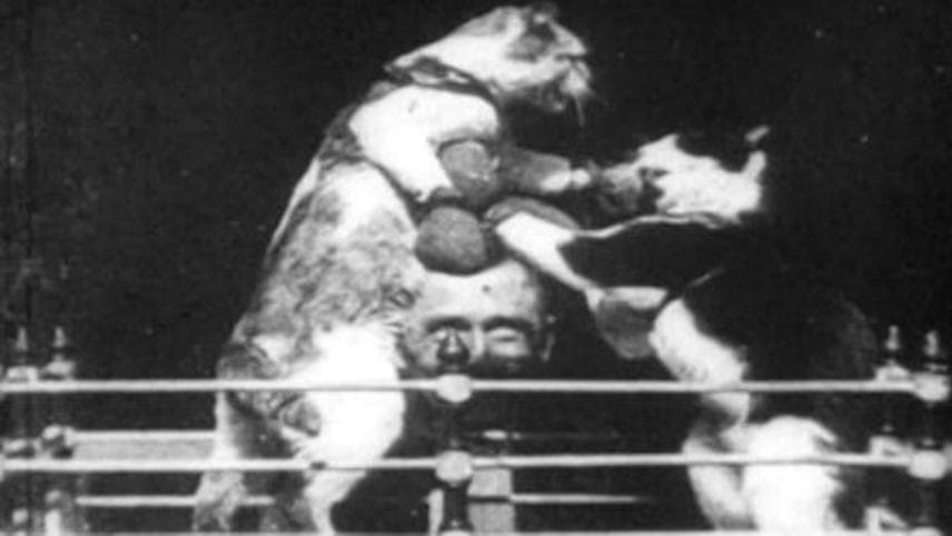 The Boxing Cats (Prof. Welton's)