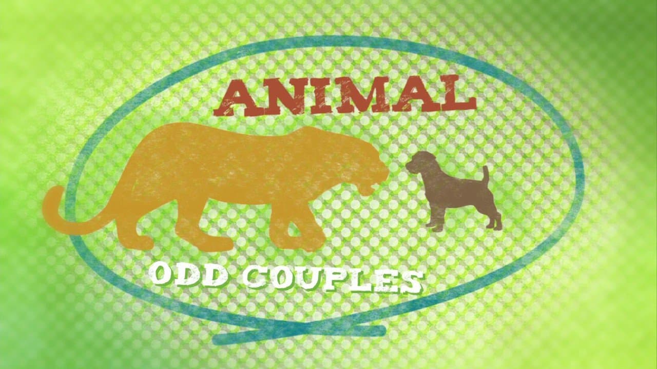 Animal Odd Couples
