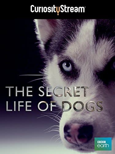Secret Life of Dogs