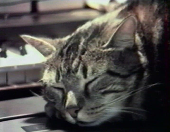 听音乐的猫
