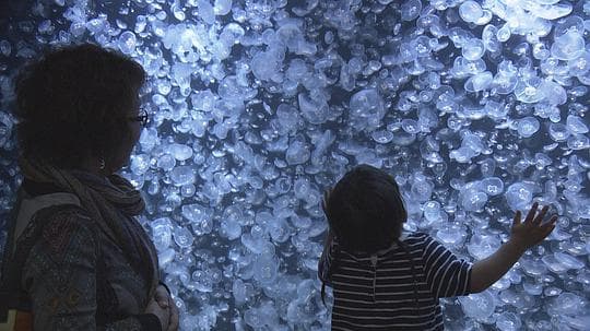 纪实72小时：水母水族馆