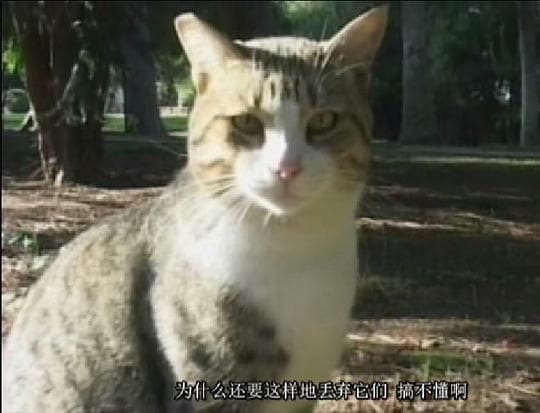 罗马的猫