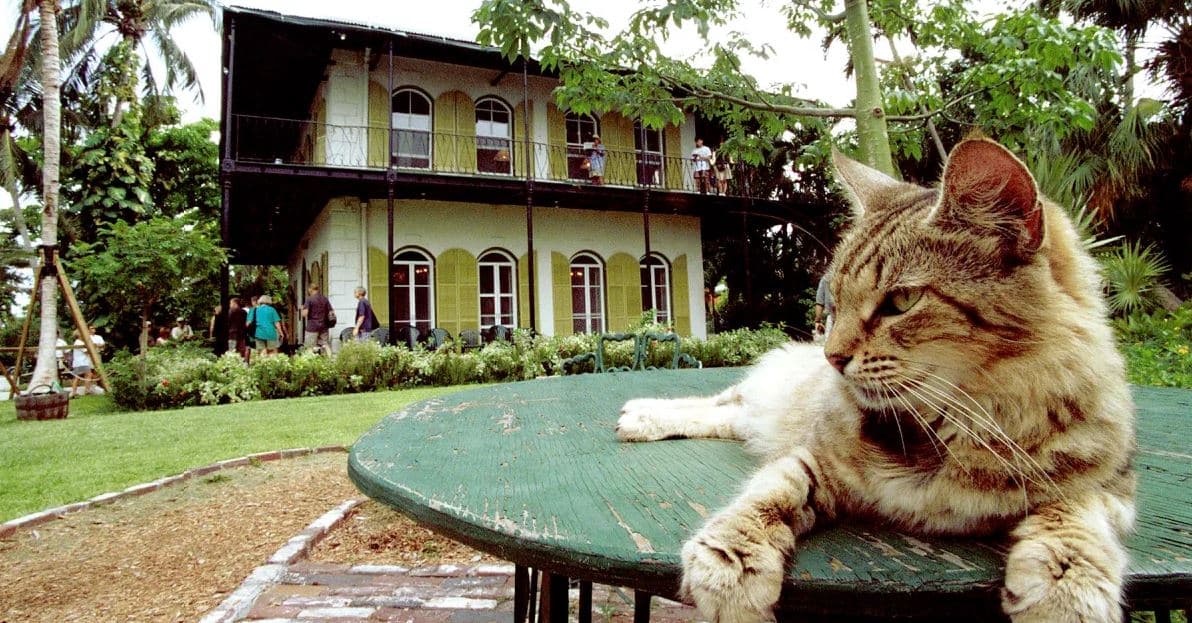 Must Love Cats