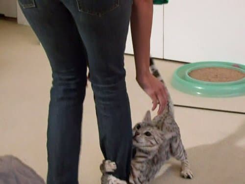 My Cat from Hell Season 4