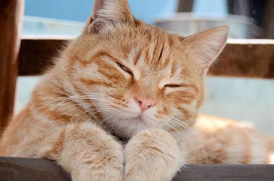 自由的家猫