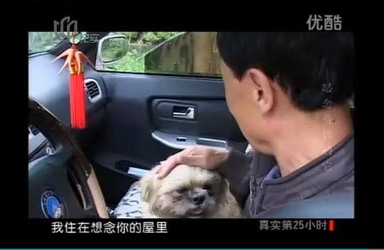 流浪狗小黄的故事