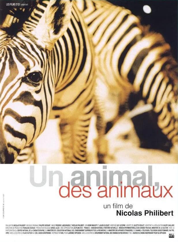 Animals and More Animals