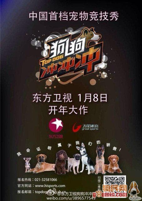 狗狗冲冲冲
