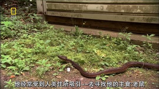 世界致命动物系列：亚太地区篇