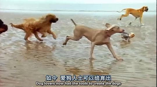 认识狗狗