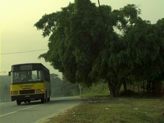 A Tree in Tanjung Malim