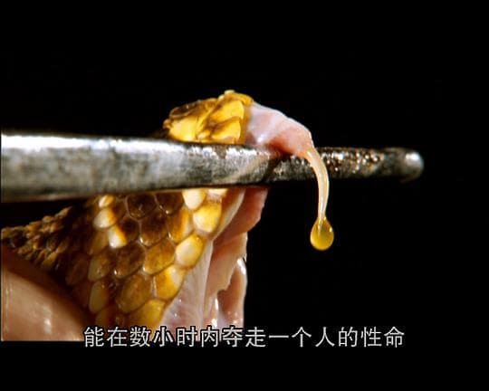 世界致命动物系列：北美篇