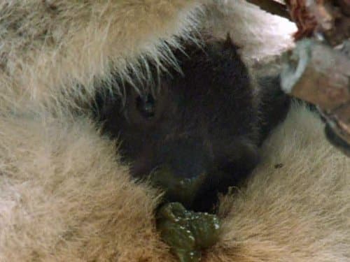 World's Weirdest Season 2