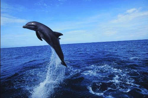 Dolphins: The Wild Side