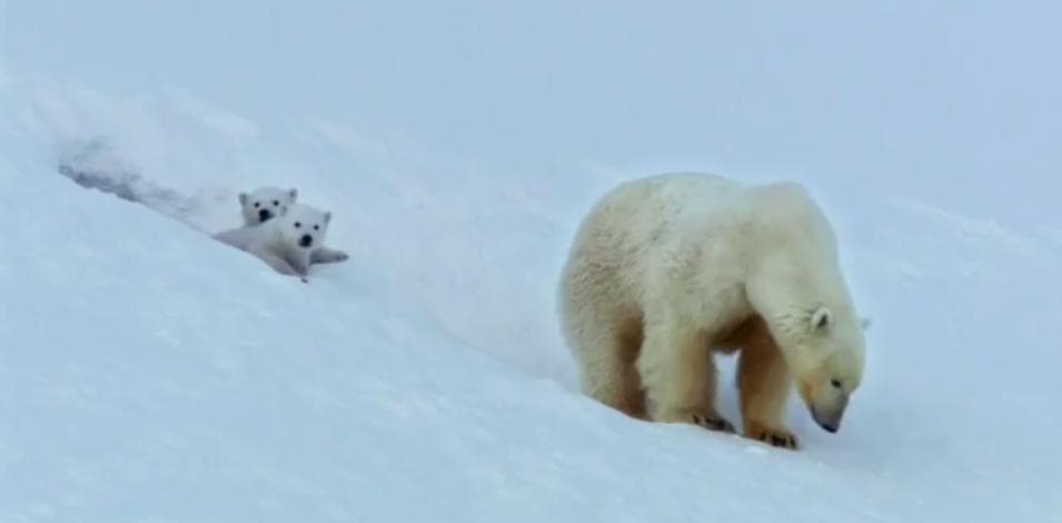 Snow Bears