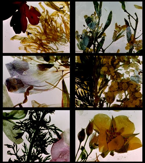 现世欢乐的花园