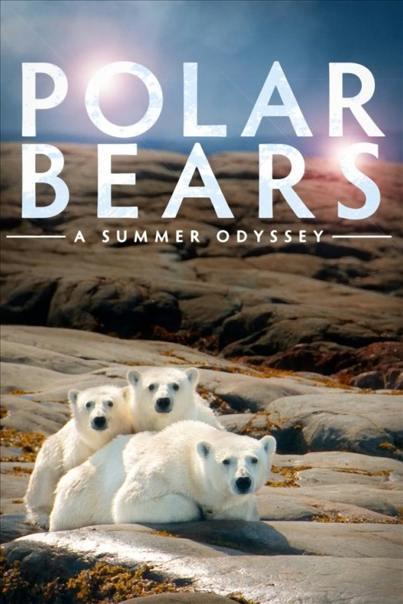 Polar Bears: A Summer Odyssey