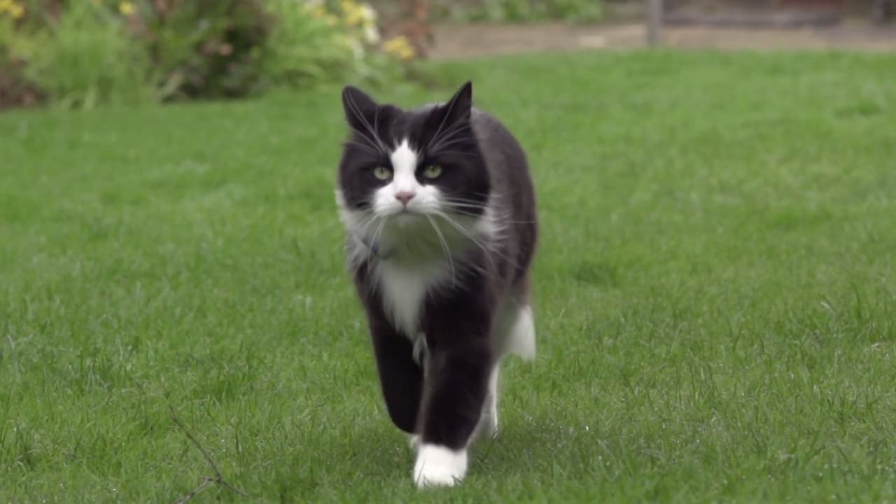 The Secret Life of the Cat
