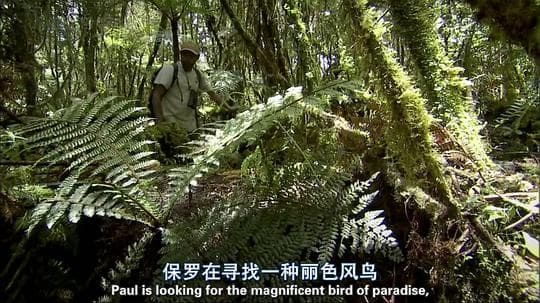 自然世界：天堂之鸟