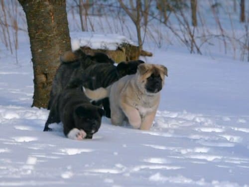 Mischievous Puppies