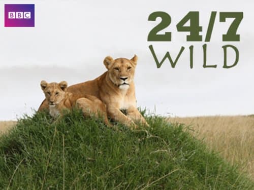 24/7 Wild