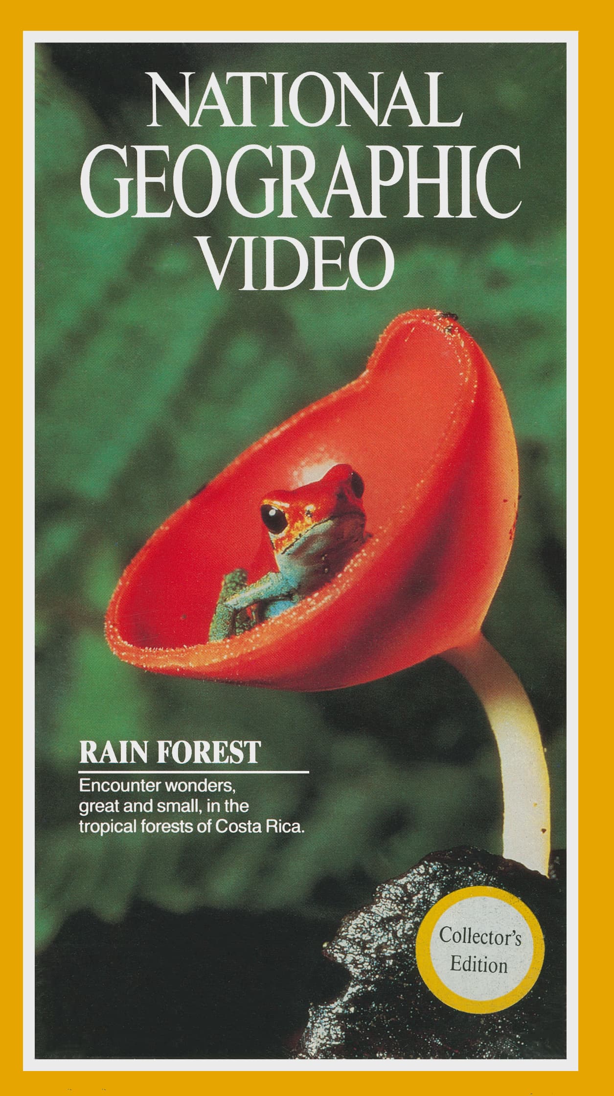 Rain Forest