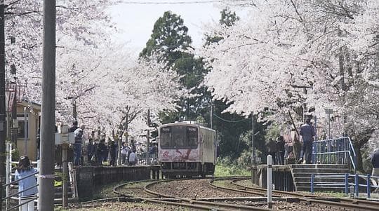 纪实72小时 能登半岛·樱花盛放的无人车站