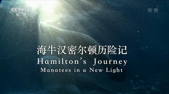 Hamilton's Journey: Manatees in a New Light