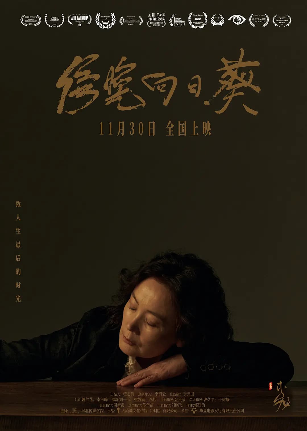 傍晚向日葵