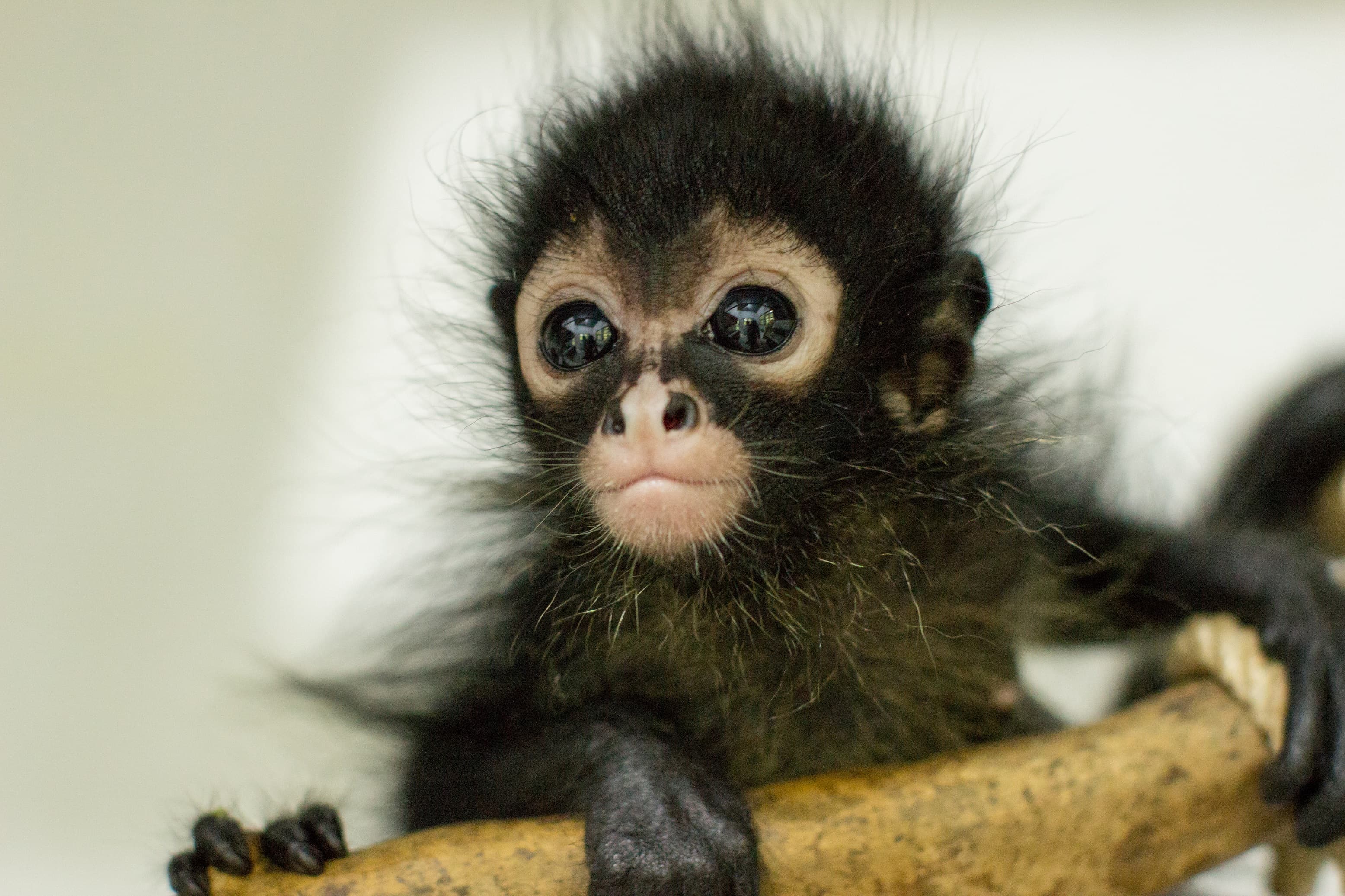 Jungle Animal Hospital