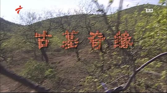 古墓奇缘