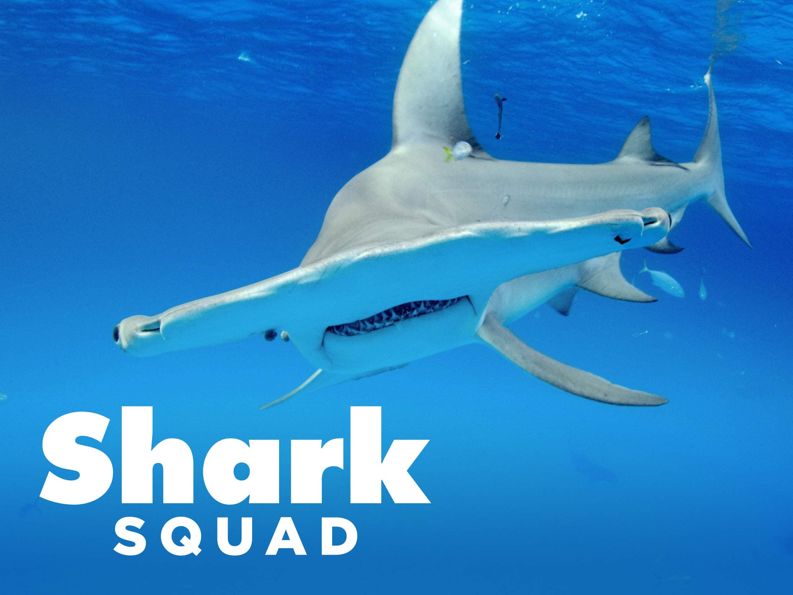 Shark Squad